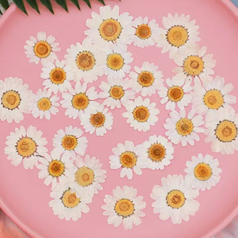 Resin Craft Ideas - 100個入り 天然白水晶菊 デイジー植物標本 本物のドライフラワー プレスフラワー DIY素材キット