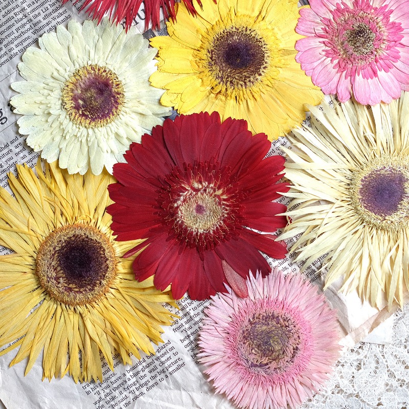 Resin Craft Ideas - 1個/7-9cm、押し花ガーベラドライフラワー、サンシャインカラー、ドライフラワー、DIYクラフトステッカー、レジン、スマホケース、手作りデコレーション素材