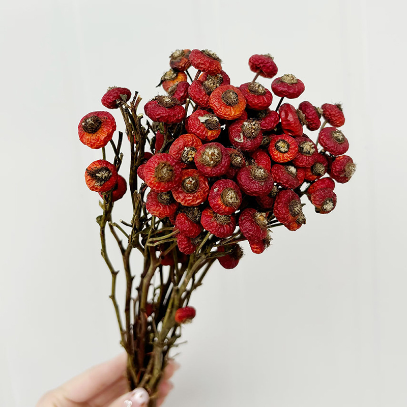 10個/束 ドライローズヒップベリーの花 天然ドライフラワー - Dried Flower Bulk のレビューと価格