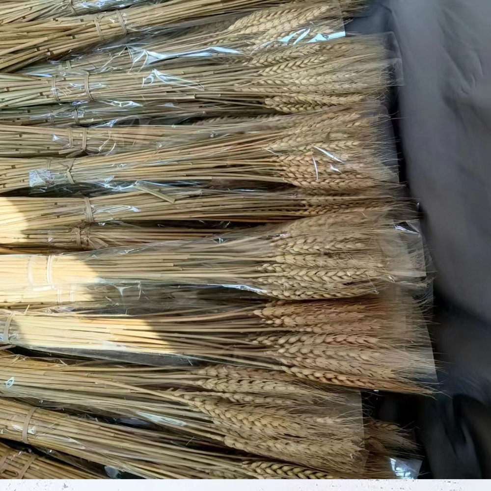 50個入り 人工花 ナチュラル ドライ小麦茎 DIYクラフト - Dried Flower Bulk のレビューと価格