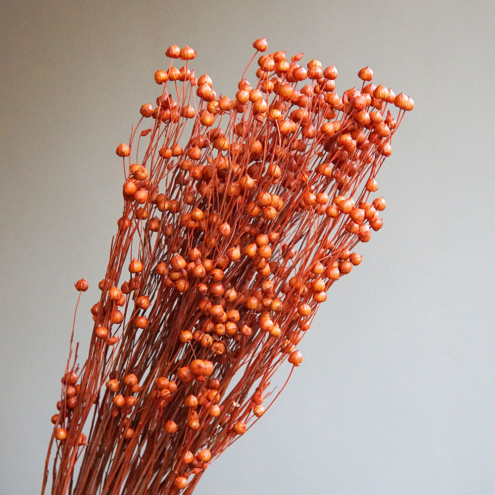 35g/保存されたオルモシア・ホシエ天然本物の花カラフルな乾 - Dried Flower Bulk のレビューと価格