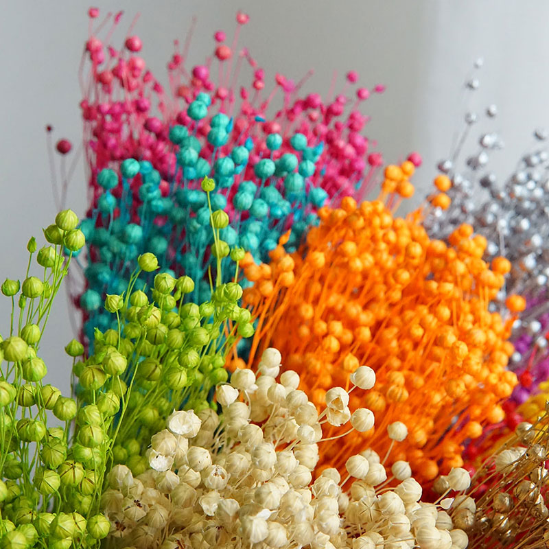 35g/保存されたオルモシア・ホシエ天然本物の花カラフルな乾 - Dried Flower Bulk のレビューと価格