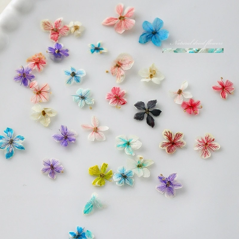 1個入り 夏のグラデーションフローラルネイルアート ドライフ - Dried Flower Bulk のレビューと価格