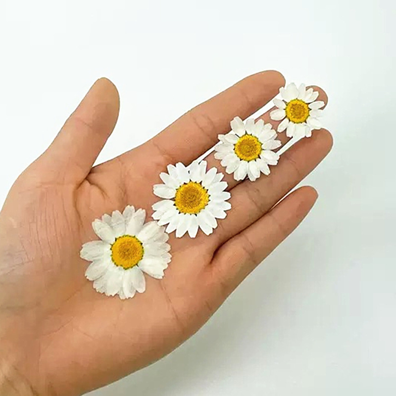 100個入り 天然白水晶菊 デイジー植物標本 本物のドライフ - Resin Craft Ideas のレビューと価格