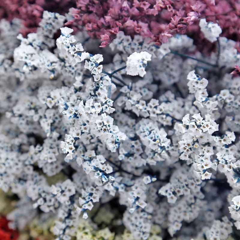ナチュラルフレッシュドライプリザーブドフラワークリスタルグラ - Dried Flower Bulk のレビューと価格