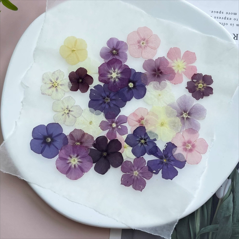 12個、半透明ニッチフロックス押し花 - 写真フレーム/樹脂 - Resin Craft Ideas のレビューと価格
