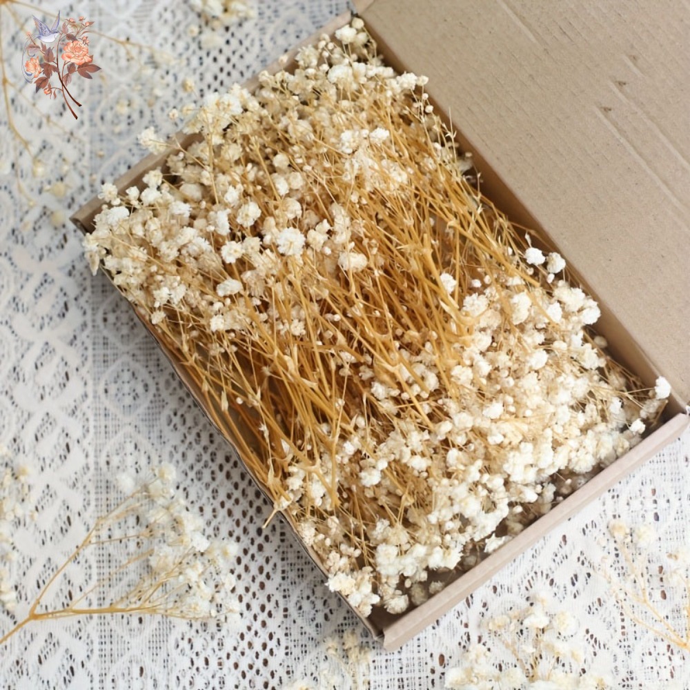 100個入りミニドライカスミソウ、レジン工芸DIY、家の装飾 - Dried Flower Bulk のレビューと価格